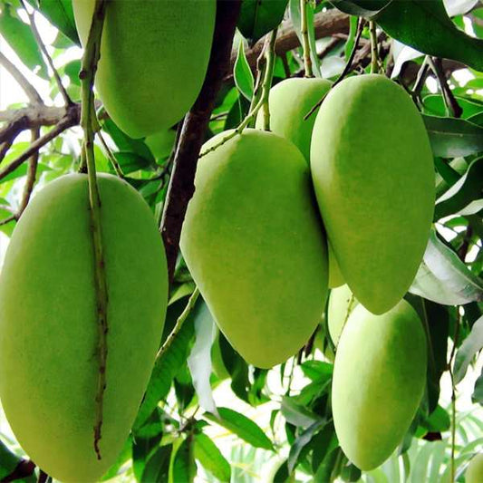 Dussehri Mangoes